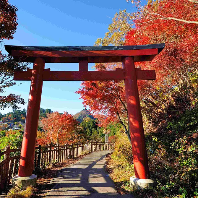 天空もみじまつり／東京の観光公式サイトGO TOKYO
