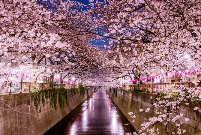 2026年に東京で桜が見られる時期と場所／東京の観光公式サイトGO TOKYO
