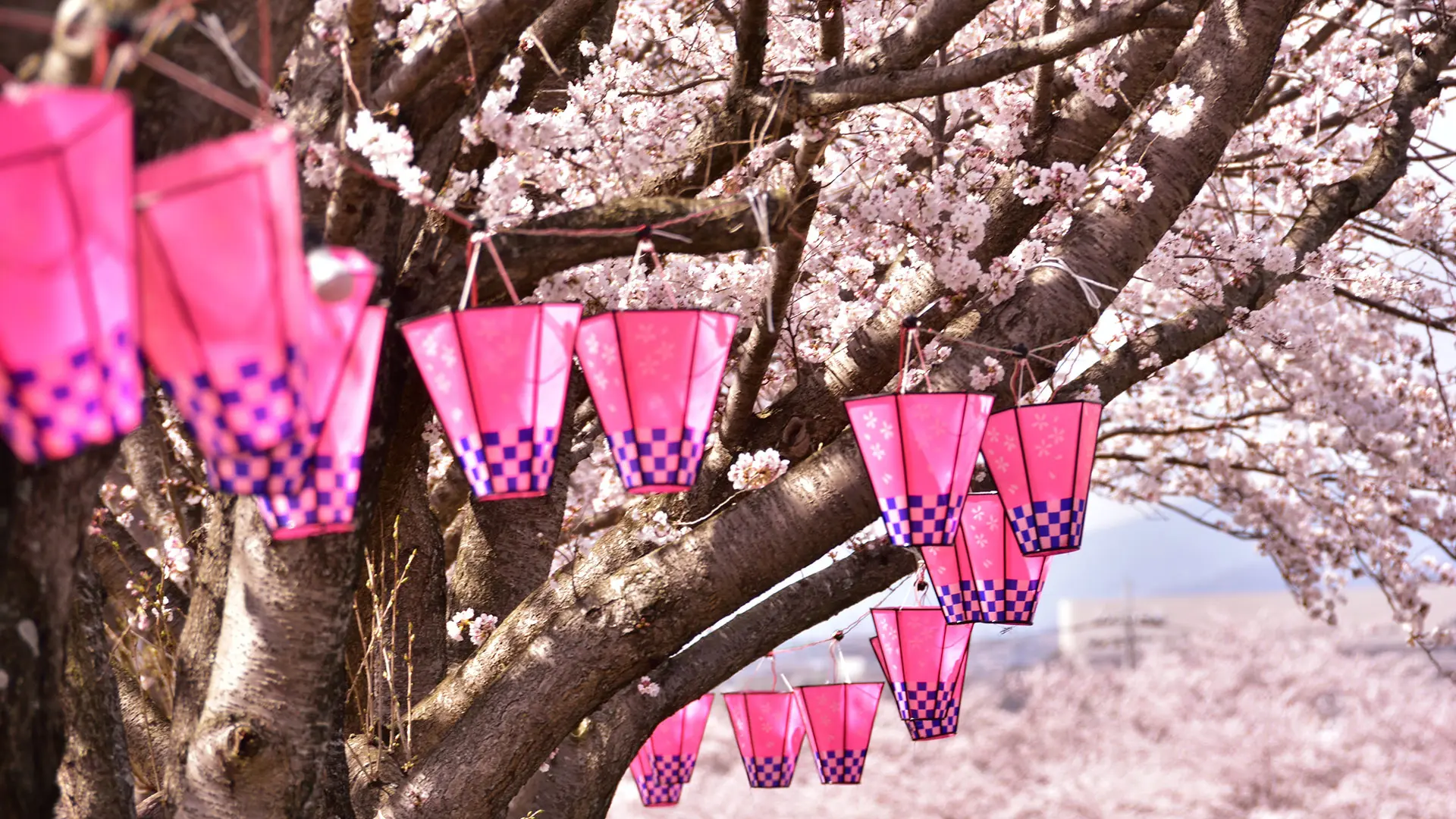 季節 春での、桜の木の下でお花見！ヘキサタープＬ アウトドア