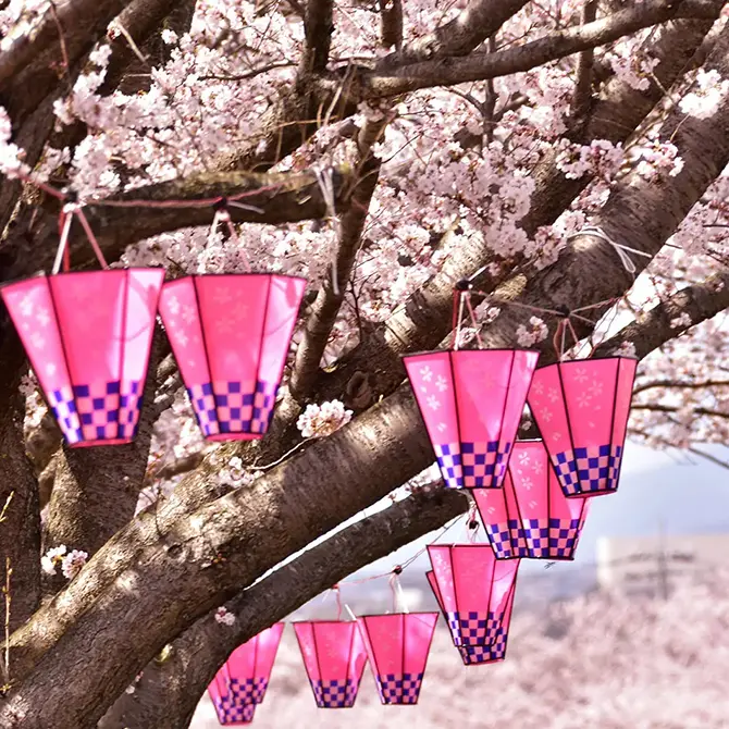 桜について知っておきたいことのすべて／東京の観光公式サイトGO TOKYO