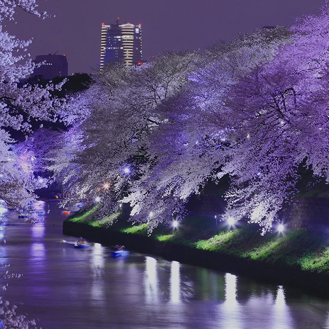 東京の夜桜ガイド 2026／東京の観光公式サイトGO TOKYO