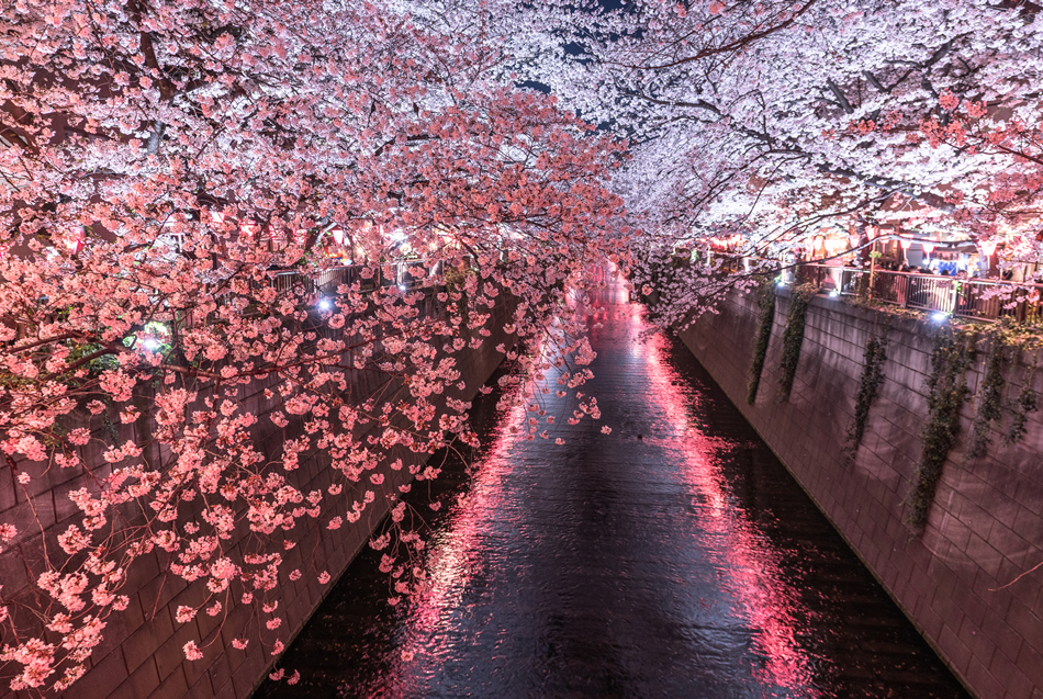나카메구로 벚꽃축제