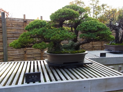 Bonsai Miniature Tree 02