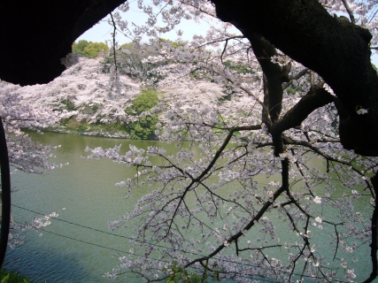 Chidorigafuchi Cherry Blossoms 01