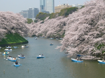Chidorigafuchi Cherry Blossoms 03