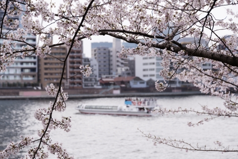 Cherry blossoms along Sumida-gawa River 01