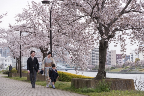 Cherry blossoms along Sumida-gawa River 02