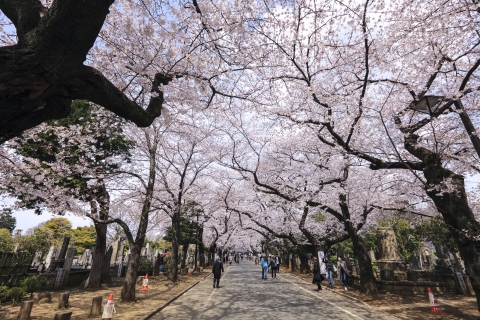 Cherry blossom in Yanaka-reien cemetary 02
