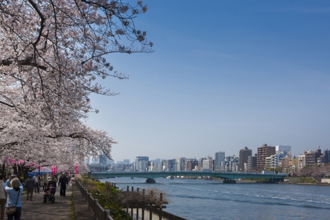 Cherry Blossom at Sumida Park, Sumidagawa River 01