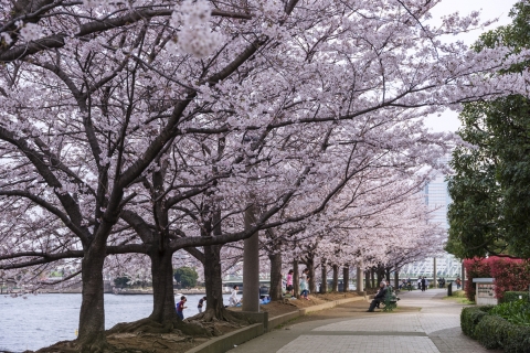 Cherry Blossom at Sumida Park, Sumidagawa River 02
