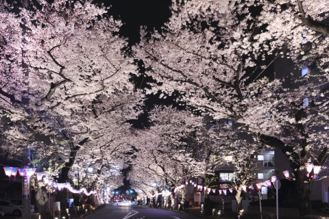 Cherry Blossom at Night, Higashimurayama