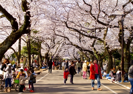 Cherry blossom in Yanaka-reien cemetary 01