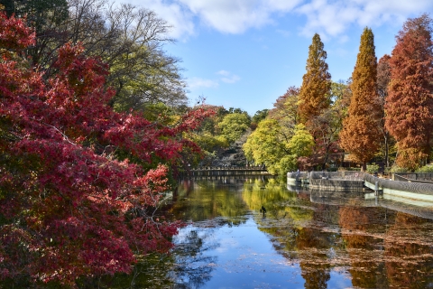 Autumn leaves at Inokashira Park 02