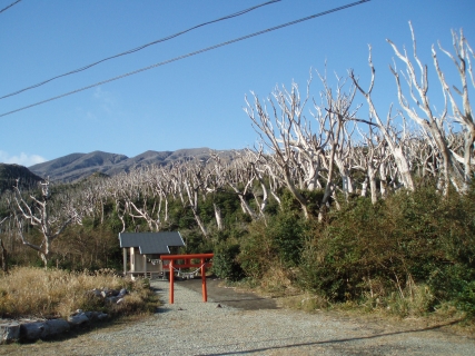 Shiitori Shrine (Shikinejima Island)