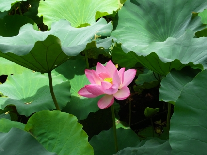 Ueno Park (Shinobazu Pond) 02