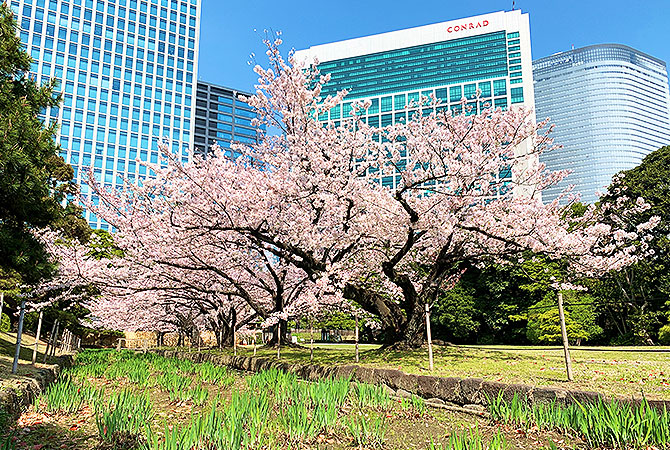 Cerisiers en fleur dans le jardin Kyu-Shiba Rikyu