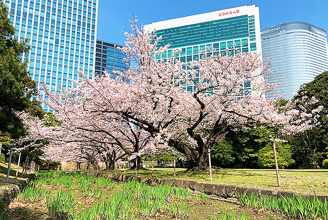 Ciliegi in fiore nei giardini Hama-rikyu