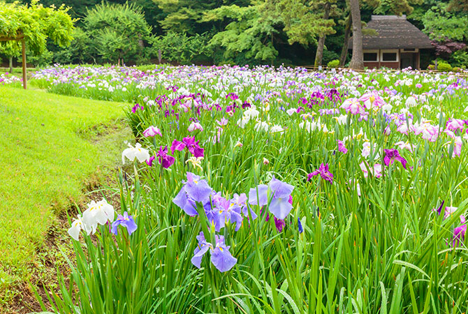 Iris japoneses azules en los jardines Koishikawa Korakuen