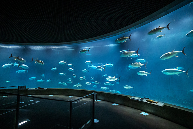 Tokyo Sea Life Park (Aquarien)