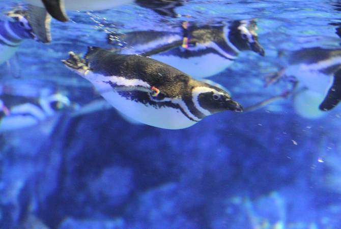 L’acquario di Sumida (pinguini)