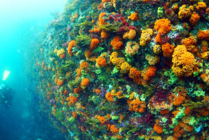 神津島のサンゴ