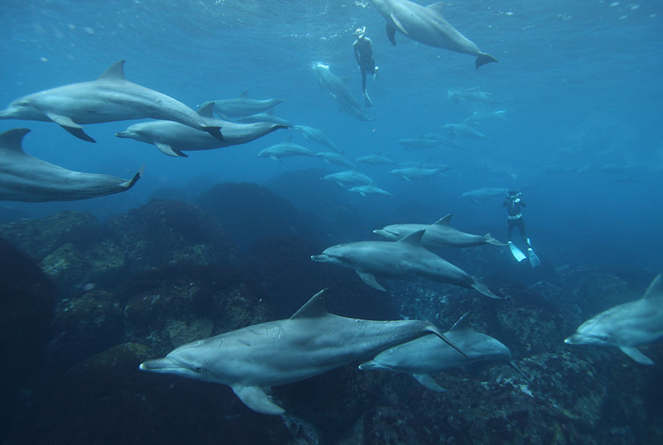 Dauphins nageant avec grâce