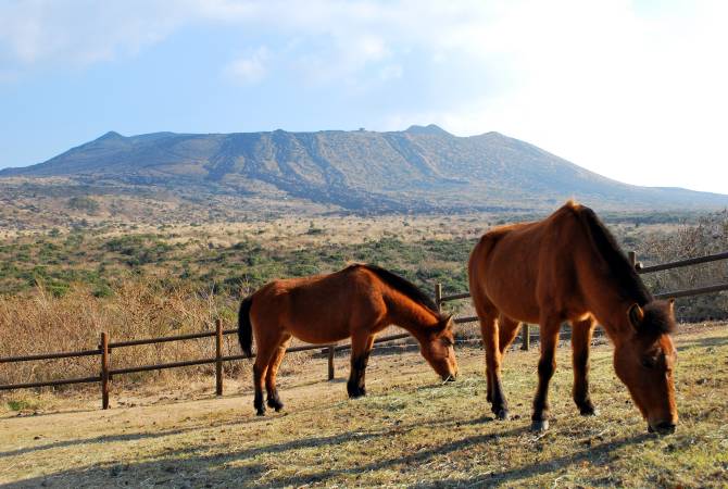 Pferde auf dem Berg Mihara
