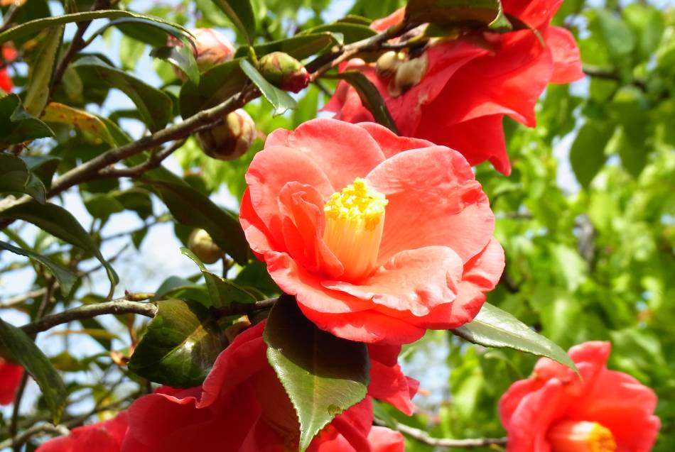 Camelias en la Isla de Oshima