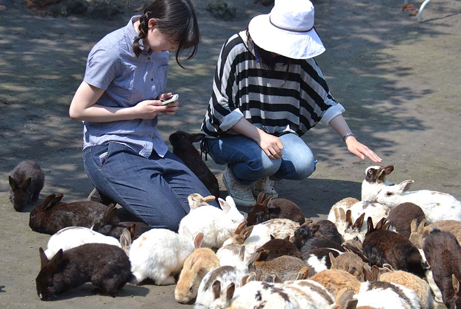 오시마 섬의 토끼