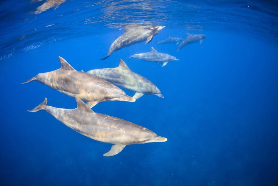 Schwimmen mit Delfinen