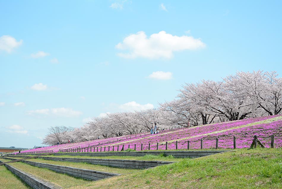 Cherry blossoms in the greenspace