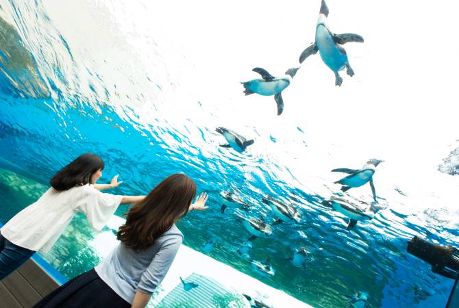 サンシャイン水族館（ペンギン）