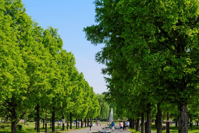 Alberi nel parco Toneri