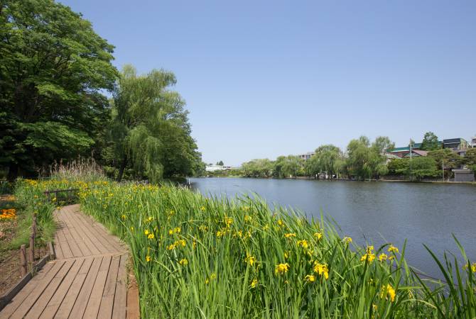 石神井公園