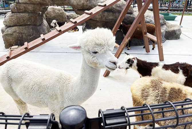 荒川遊園的動物