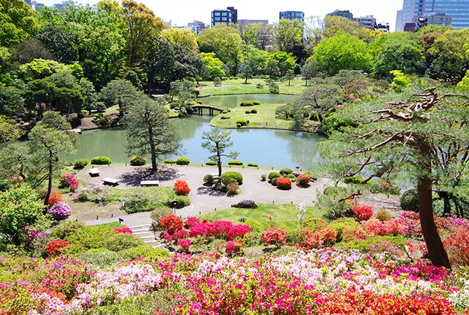 Azaleas en los Jardines Rikugien