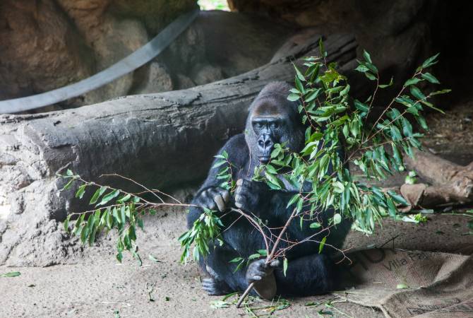 Gorillas im Ueno-Zoo