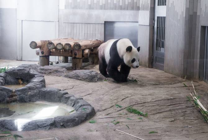 上野動物園のパンダ