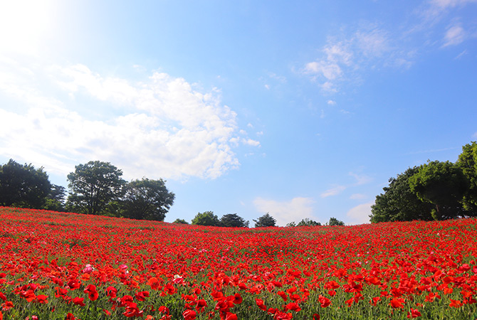 Parque Showa Kinen (amapolas rojas)