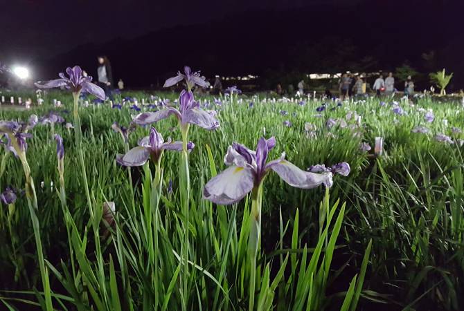 Iris