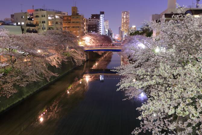 Cerisiers en fleur près de la rivière Meguro