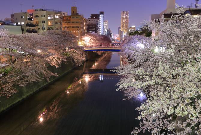 Kirschblüten am Meguro-Fluss