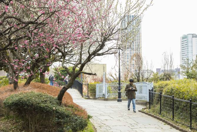 Prugne “ume” nel parco di Saigoyama