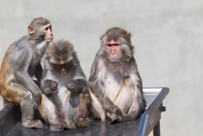 Singes dans le zoo du parc d’Inokashira