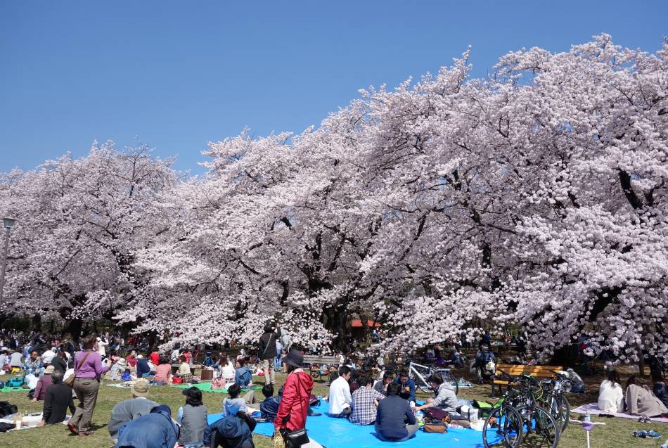 Must See in April in Tokyo The Official Tokyo Travel Guide, GO TOKYO