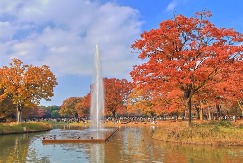 东京秋季赏红叶旅游指南 东京旅游官方网站go Tokyo