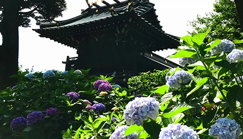 Bunkyo Ajisai Matsuri
