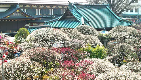 Bunkyo Ume Matsuri