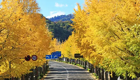 Hachioji Ginkgo Festival