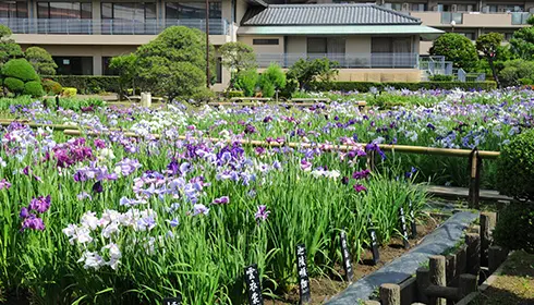 Katsushika Shobu Matsuri